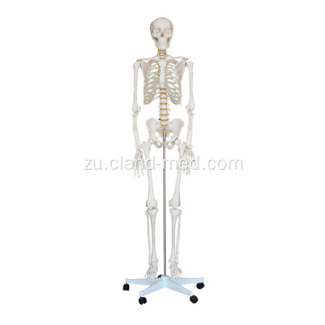 Isilinganiso Sokuphila Skeleton 180cm Ubude